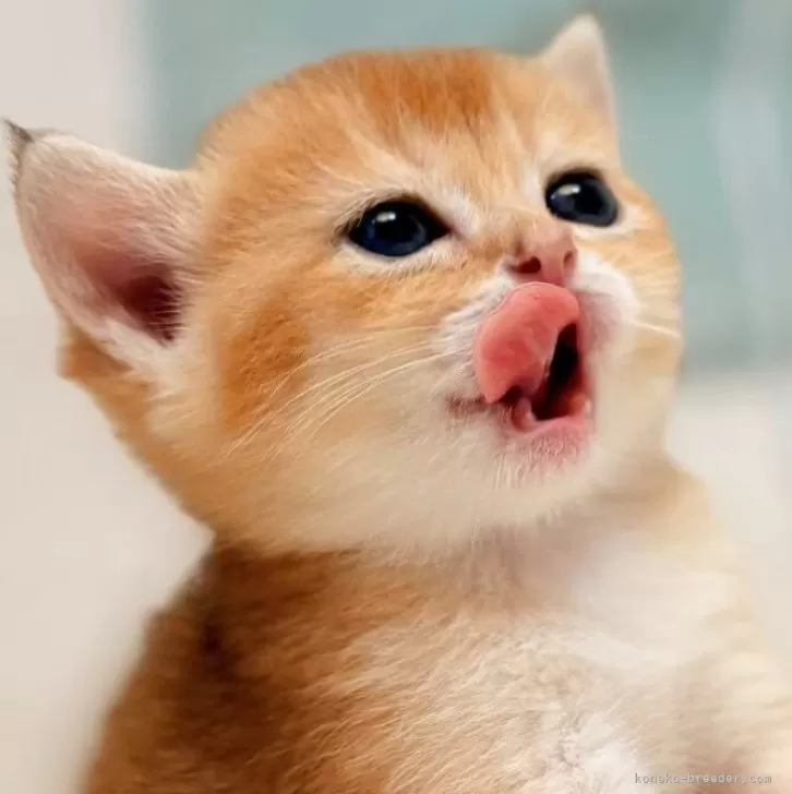 ID：2508-02094の子猫