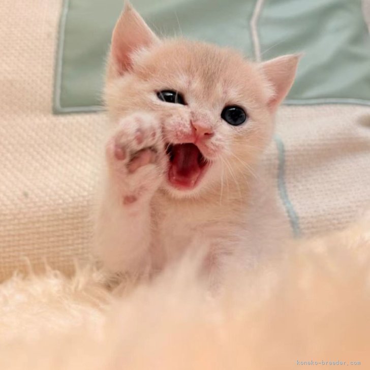 O.Y 様のお迎えした子猫