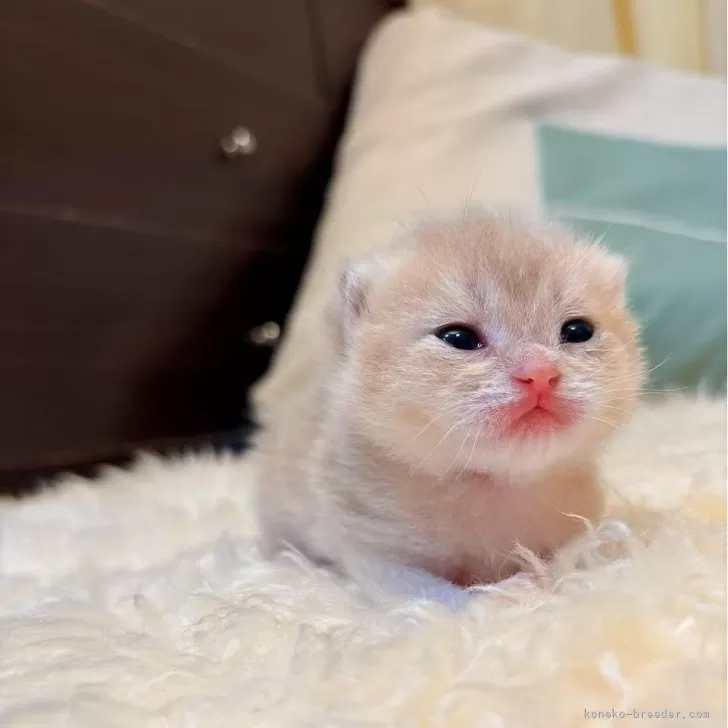 ID：2503-01867の子猫