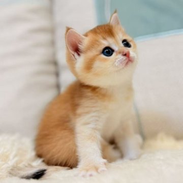 ブリティッシュショートヘア【東京都・女の子・2025年11月10日・ゴールデンシェル（シルクタイプ）】の写真「両親とも超希少💎エメラルドグリーンの瞳💎💎」