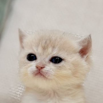 ブリティッシュショートヘア【東京都・女の子・2025年9月18日・ブルーゴールデンシェル（シルクタイプ）】の写真「両親とも超希少💎エメラルドグリーンの瞳💎💎」