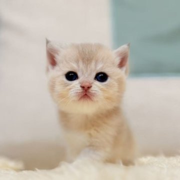 ブリティッシュショートヘア【東京都・女の子・2025年9月18日・ブルーゴールデンシェル（シルクタイプ）】の写真「両親とも超希少💎エメラルドグリーンの瞳💎💎」