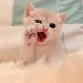 ブリティッシュショートヘア