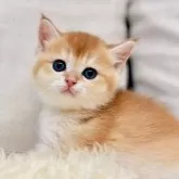 ブリティッシュショートヘア