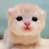 ブリティッシュショートヘア