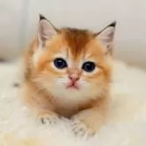 ブリティッシュショートヘア【東京都・男の子・2025年11月10日・ゴールデンシェル】の写真3