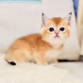 ブリティッシュショートヘア【東京都・男の子・2025年11月10日・ゴールデンシェル】の写真4