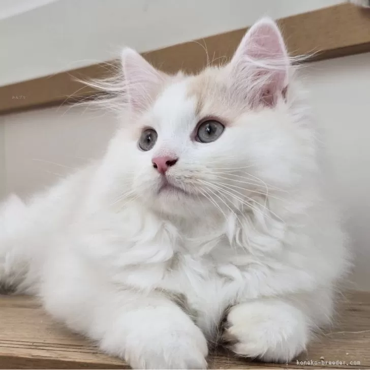 ID:2405-03714の子猫