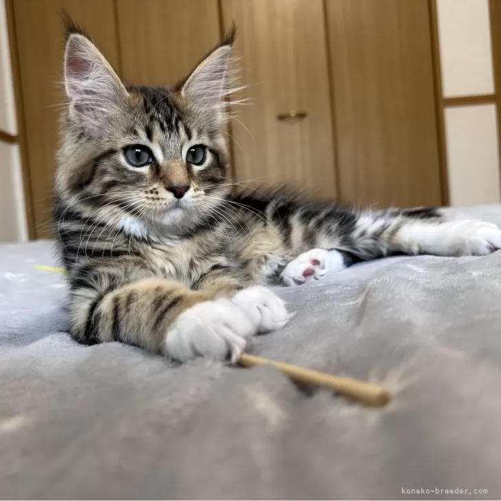 ID：2404-01644の子猫