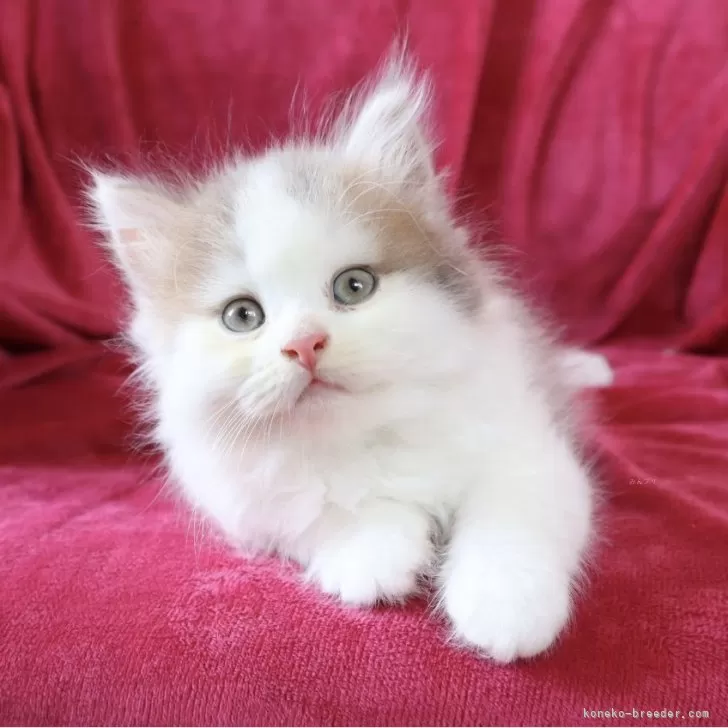 ID：2405-03691の子猫