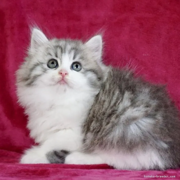 ID：2308-02186の子猫