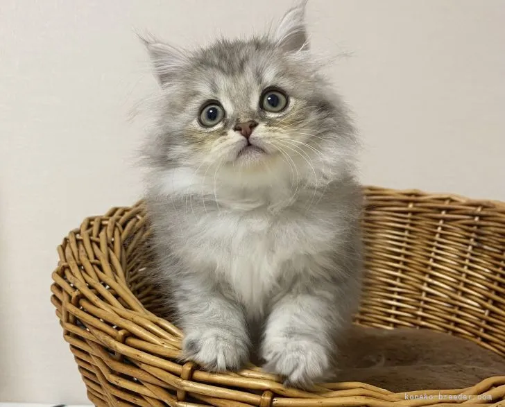 ID:2111-01446の子猫
