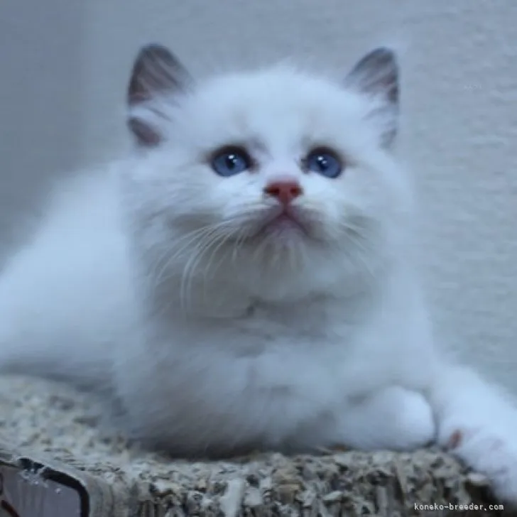 ID：2311-00952の子猫