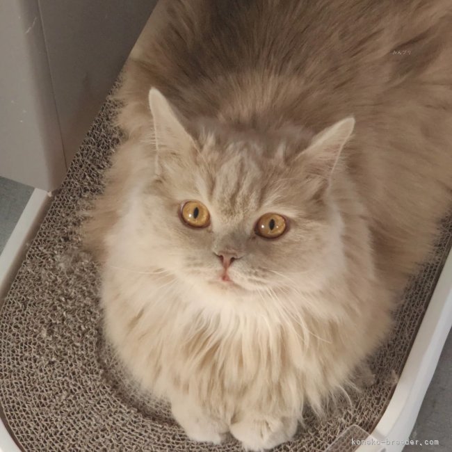 マンチカン【・女の子・2025年4月6日・ダイリュートキャリコ】