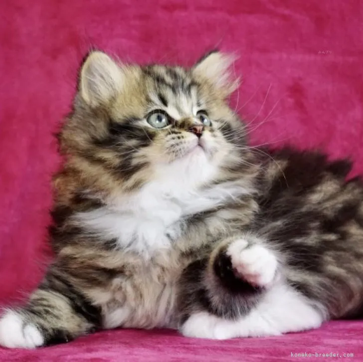 ID：2308-02190の子猫