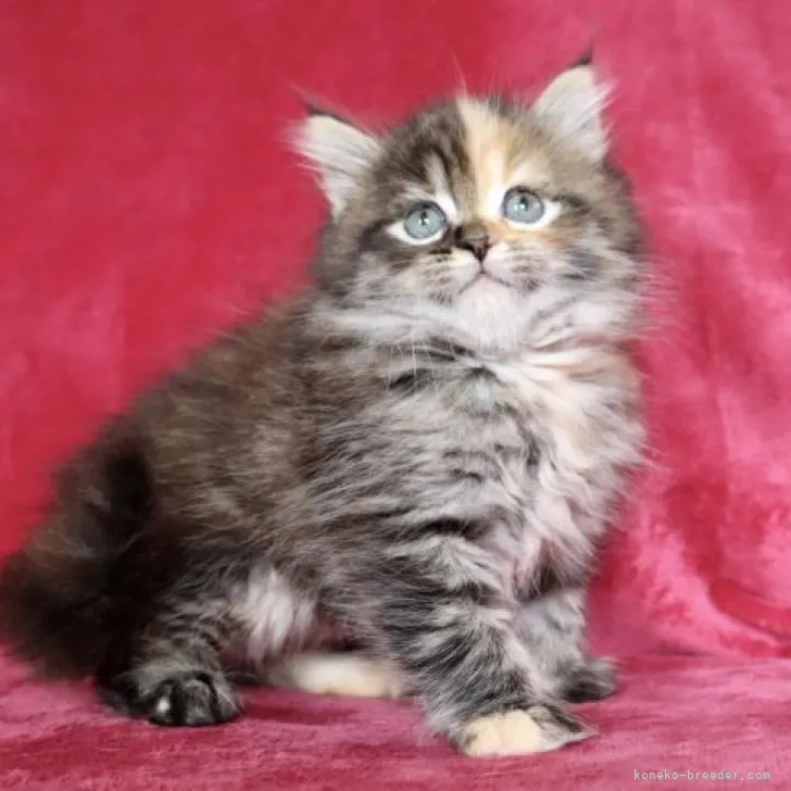 ID：2304-03572の子猫