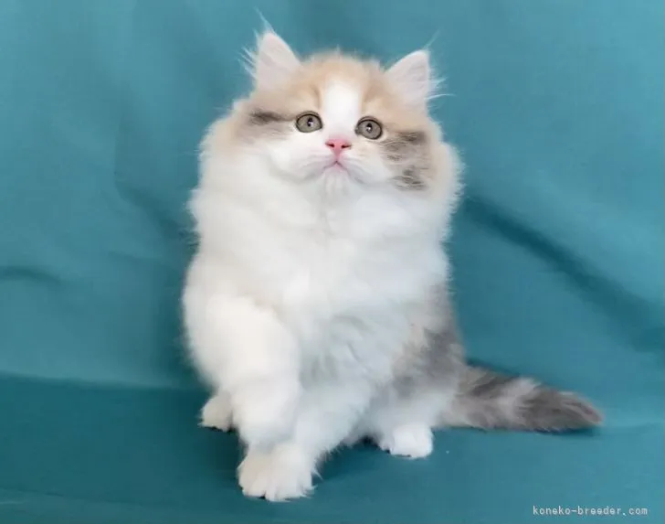 ID:2201-01307の子猫