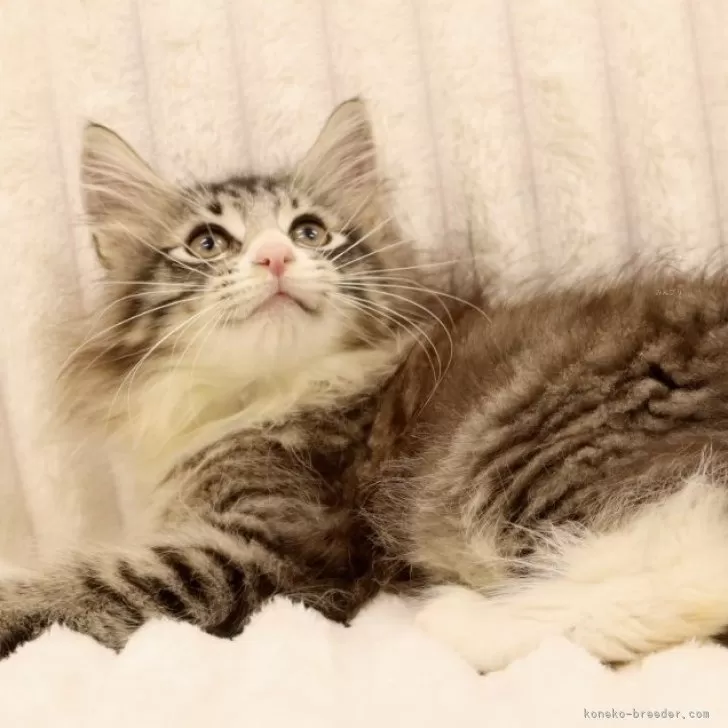 ID:2410-03431の子猫