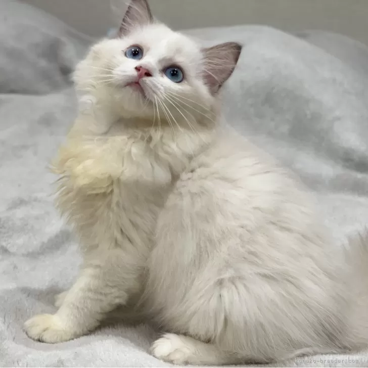 ID:2408-01934の子猫