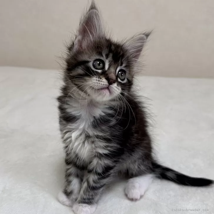 ID:2404-01640の子猫