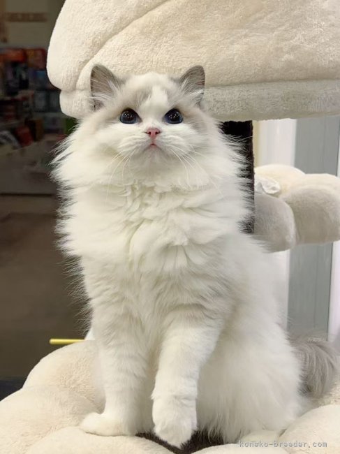 ラグドール【・女の子・2024年4月3日・ブルーポイントバイカラー】