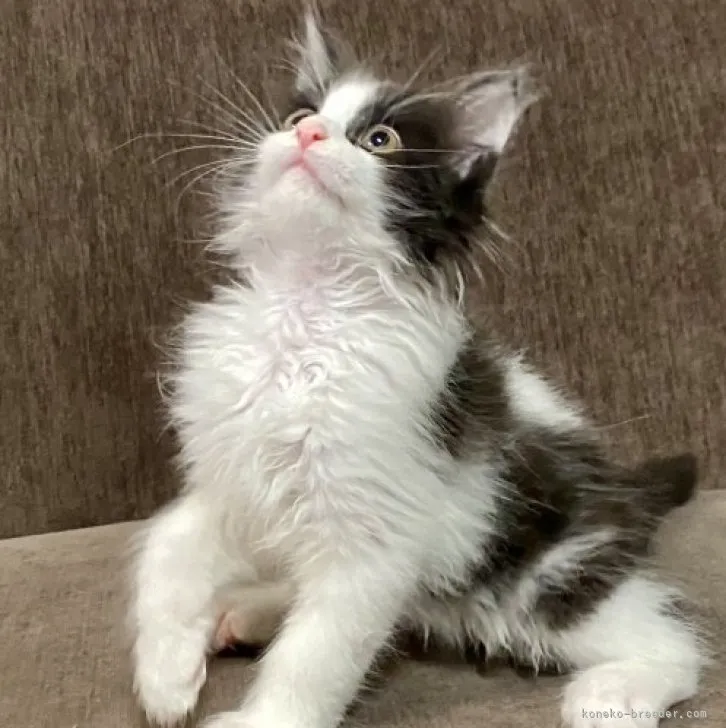 ID：2309-01109の子猫