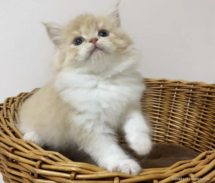 ID:2111-01522の子猫