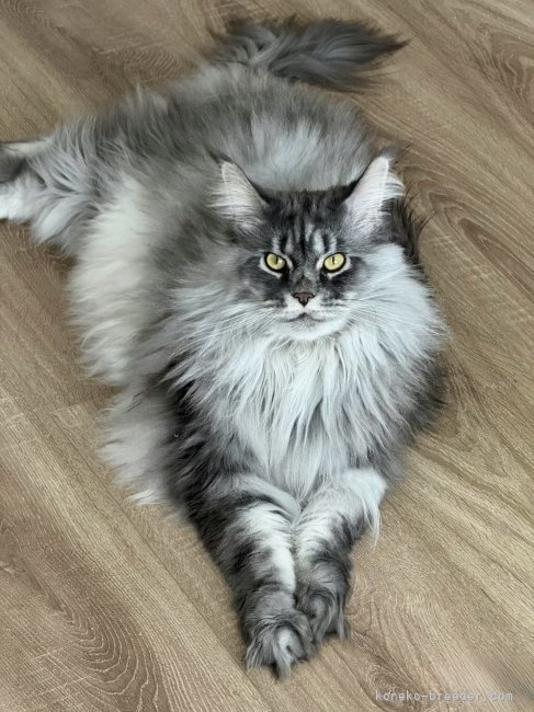 メインクーン【・男の子・2024年7月15日・ブルーシルバータビー】