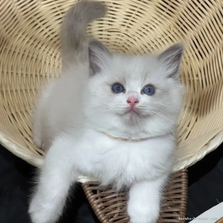 ID:2310-02681の子猫