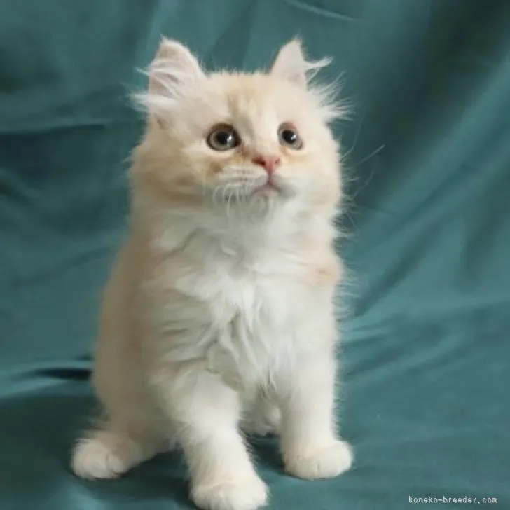ID:2205-00305の子猫