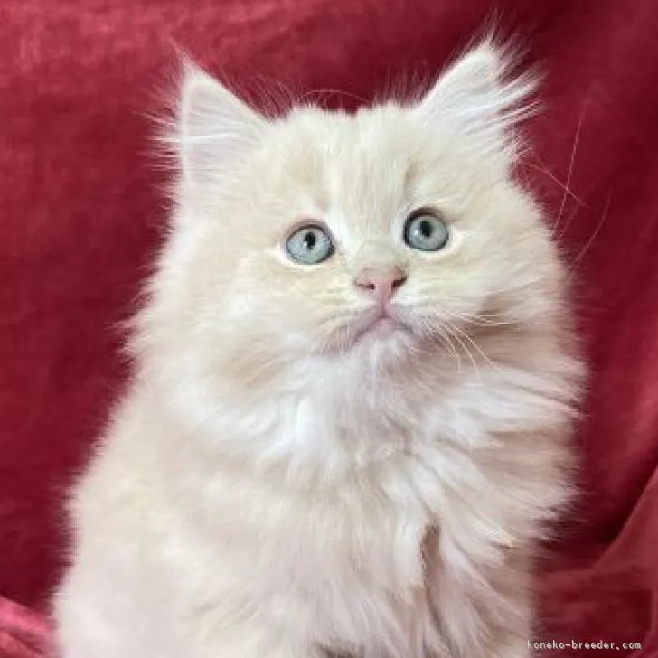 ID:2210-03140の子猫