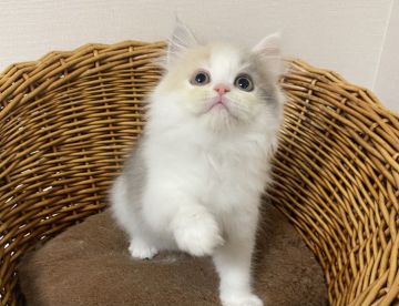 サイベリアン【東京都・女の子・2021年9月17日・ダイリュートキャリコ】の写真「綺麗なハチワレ」