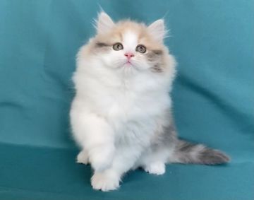 サイベリアン【東京都・女の子・2021年11月23日・ダイリュートキャリコ】の写真「綺麗なハチワレ」