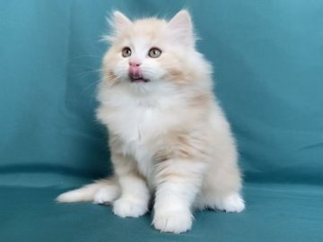 サイベリアン【東京都・男の子・2021年11月23日・クリームタビー&ホワイト】の写真「ふわふわで可愛い」
