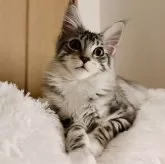 メインクーン【東京都・女の子・2024年2月18日・シルバータビー&ホワイト】の写真1