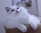 ラグドール【東京都・女の子・2023年8月8日・ブルーポイントバイカラー】の写真2