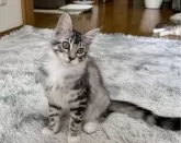 メインクーン【東京都・女の子・2024年2月18日・シルバータビー&ホワイト】の写真4