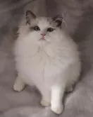 ラグドール【東京都・女の子・2023年8月8日・ブルーポイントバイカラー】の写真5