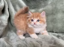 サイベリアン【東京都・男の子・2025年7月20日・レッドタビー&ホワイト】の写真11