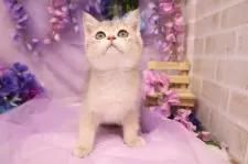 ブリティッシュショートヘア【東京都・男の子・2025年4月23日・ゴールデン】の写真11