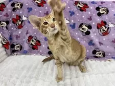 オリエンタルショートヘア【東京都・男の子・2025年5月6日・レッドタビー】の写真3