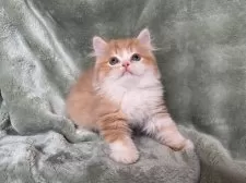 サイベリアン【東京都・男の子・2025年7月20日・レッドタビー&ホワイト】の写真13