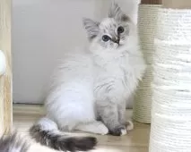 ラグドール【東京都・女の子・2025年9月24日・シールリンクスポイントミテッド】の写真12