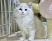 ラグドール【東京都・女の子・2025年8月16日・シールリンクスポイントバイカラー】の写真4