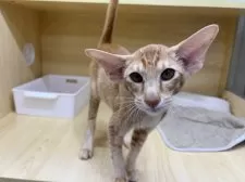 オリエンタルショートヘア【東京都・男の子・2025年5月6日・レッドタビー】の写真6