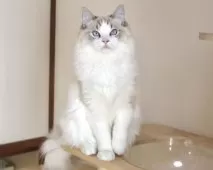 ラグドール【東京都・男の子・2025年5月18日・シールリンクスポイントバイカラー】の写真3