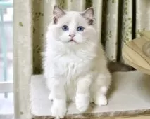 ラグドール【東京都・男の子・2025年6月25日・ブルーポイントバイカラー】の写真9