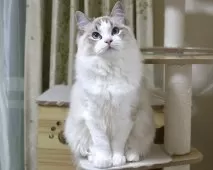 ラグドール【東京都・男の子・2025年5月18日・シールリンクスポイントバイカラー】の写真5