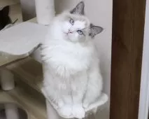 ラグドール【東京都・男の子・2025年5月28日・ブルーポイントバイカラー】の写真4