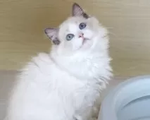 ラグドール【東京都・男の子・2025年6月25日・ブルーポイントバイカラー】の写真5